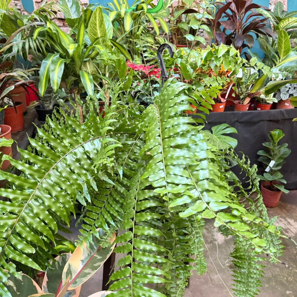 Dryopteris affinis "Helecho macho" mediano