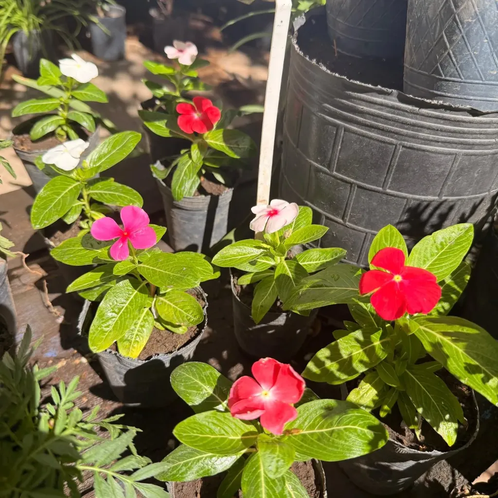 Catharanthus roseus "Vinca"