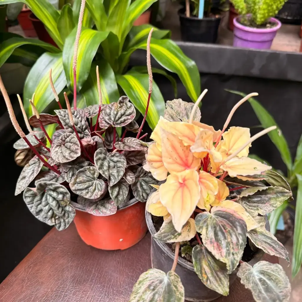 Peperomia Caperata plateada "Peperomia rugosa" Grande