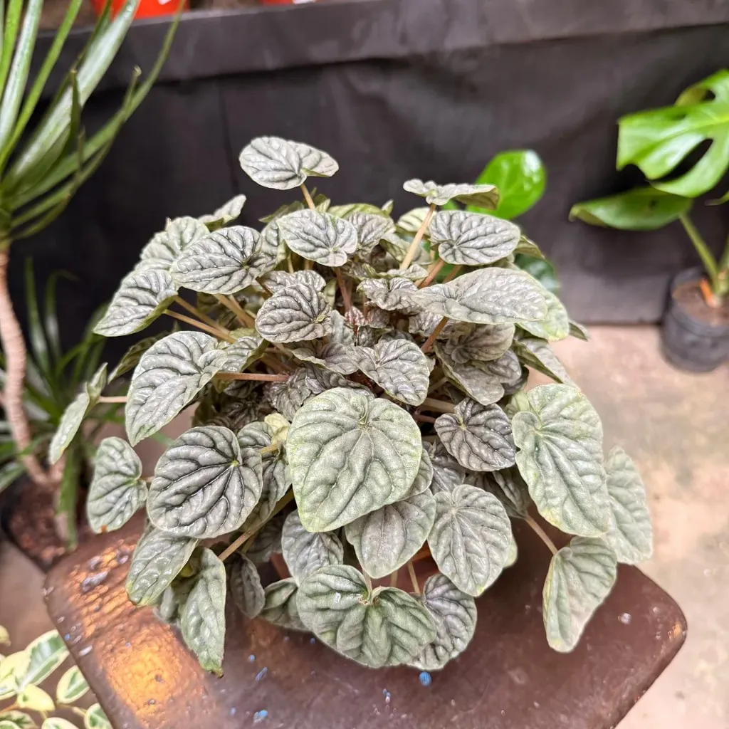 Peperomia Caperata plateada "Peperomia rugosa" grande