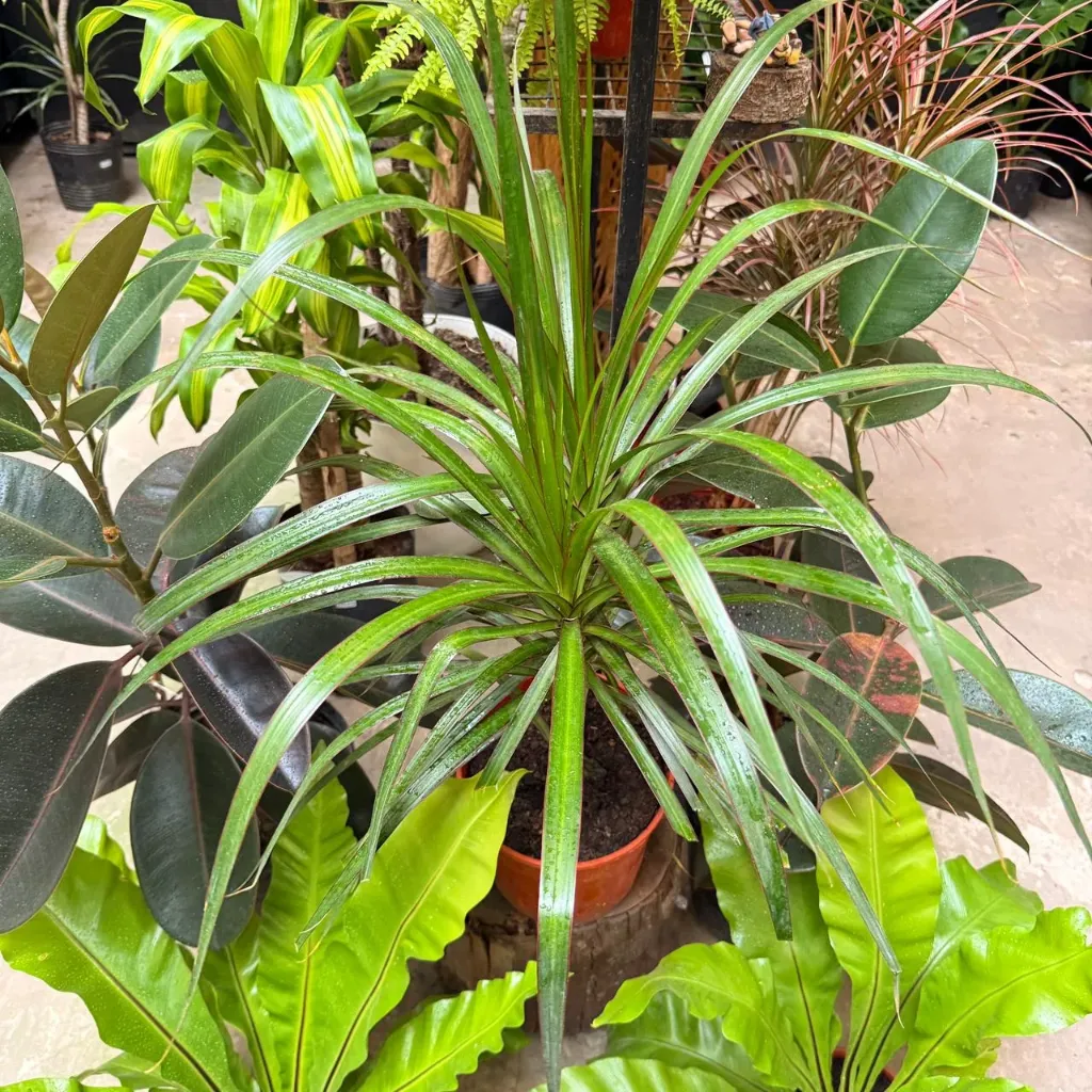 Dracaena reflexa var. angustifolia "Dracaena marginata verde" mediana