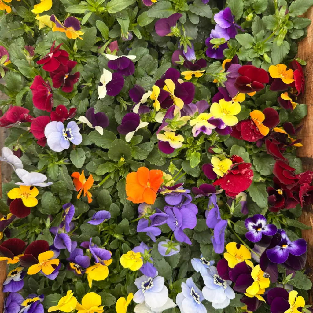 Viola cornuta "Viola" plantín