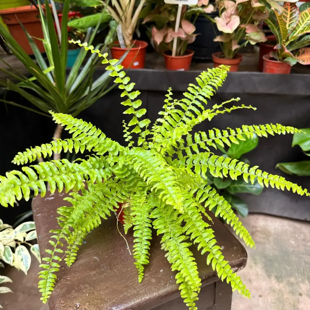 Nephrolepis cordifolia "Helecho serrucho" chico