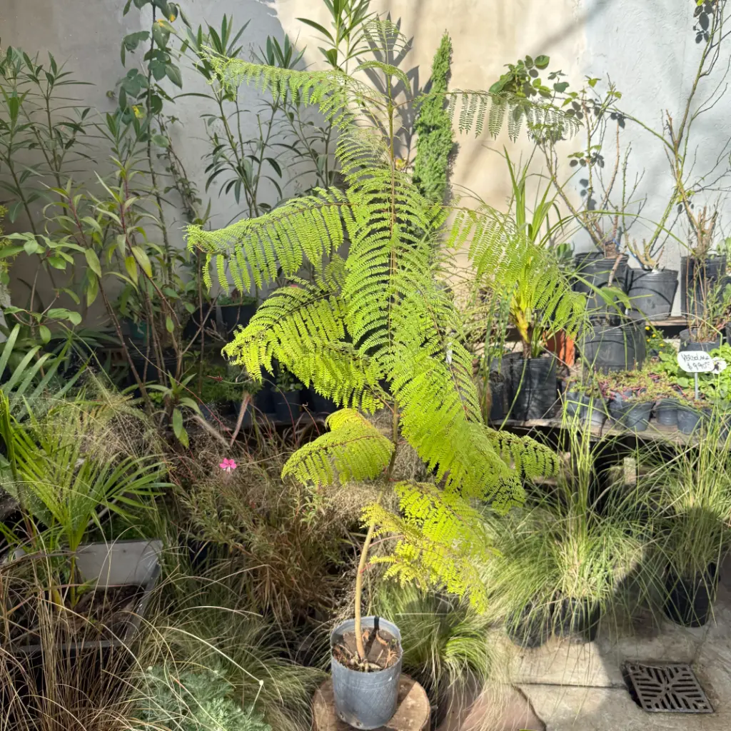 Jacaranda mimosifolia "Jacarandá" grande