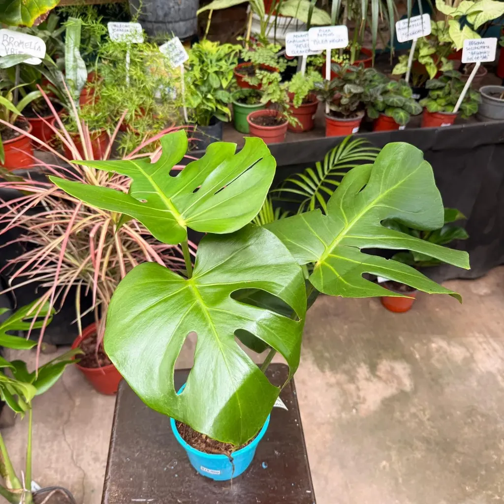 Philodendro Monstera Deliciosa "Costilla de Adán" maceta 14