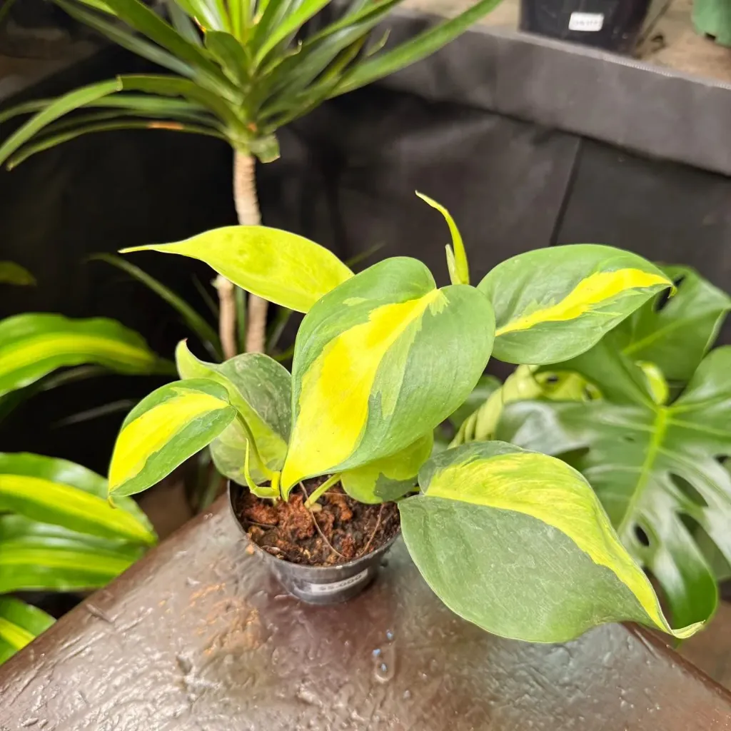 Philodendron hederaceum 'Brasil' "Cordatum Brasil"
