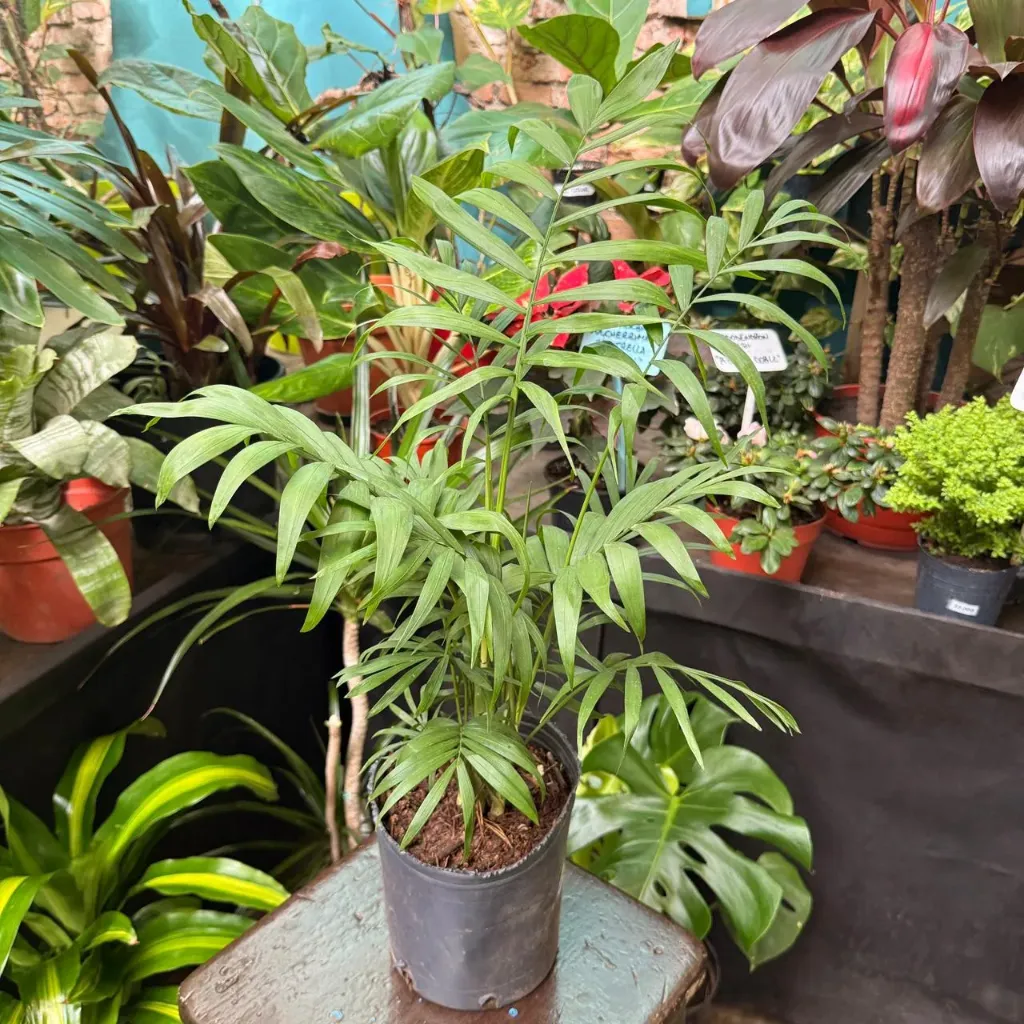 Chamaedorea Elegans mediano