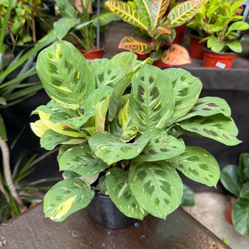 Maranta Leuconera Kerchoveana