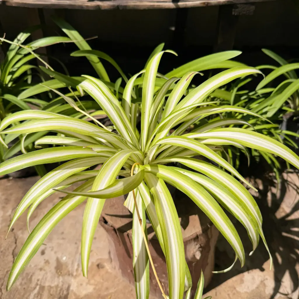 Chlorophytum comosum "Lazo de amor" mediano
