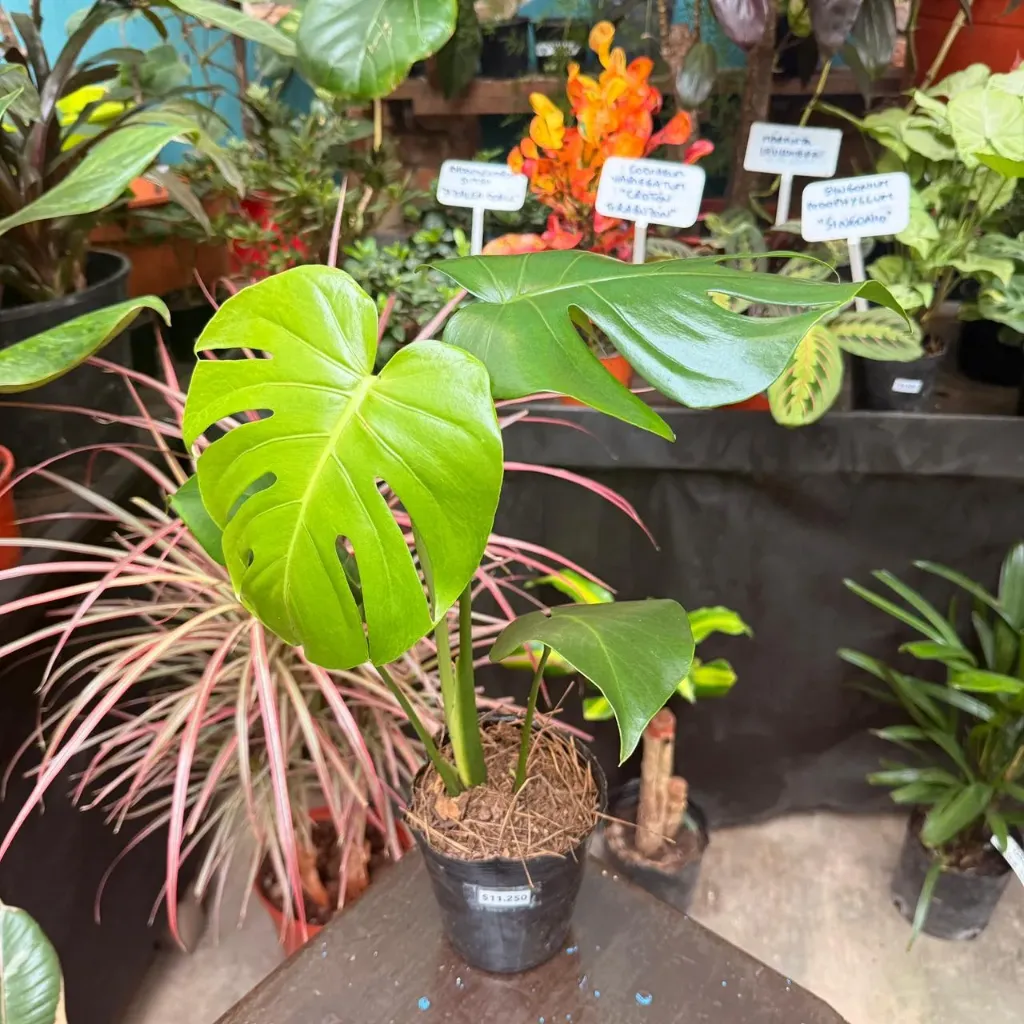 Philodendro Monstera Deliciosa Maceta 12