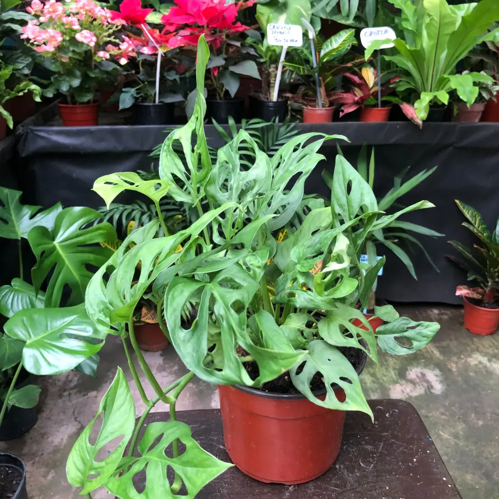 Monstera adansonii "Philodendro Peruviano" plantín