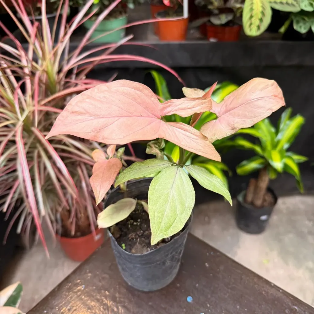Syngonium Podophyllum Pink Allusion "Singonio rosado" chico