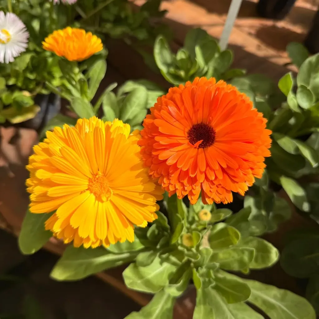 Calendula officinalis plantin