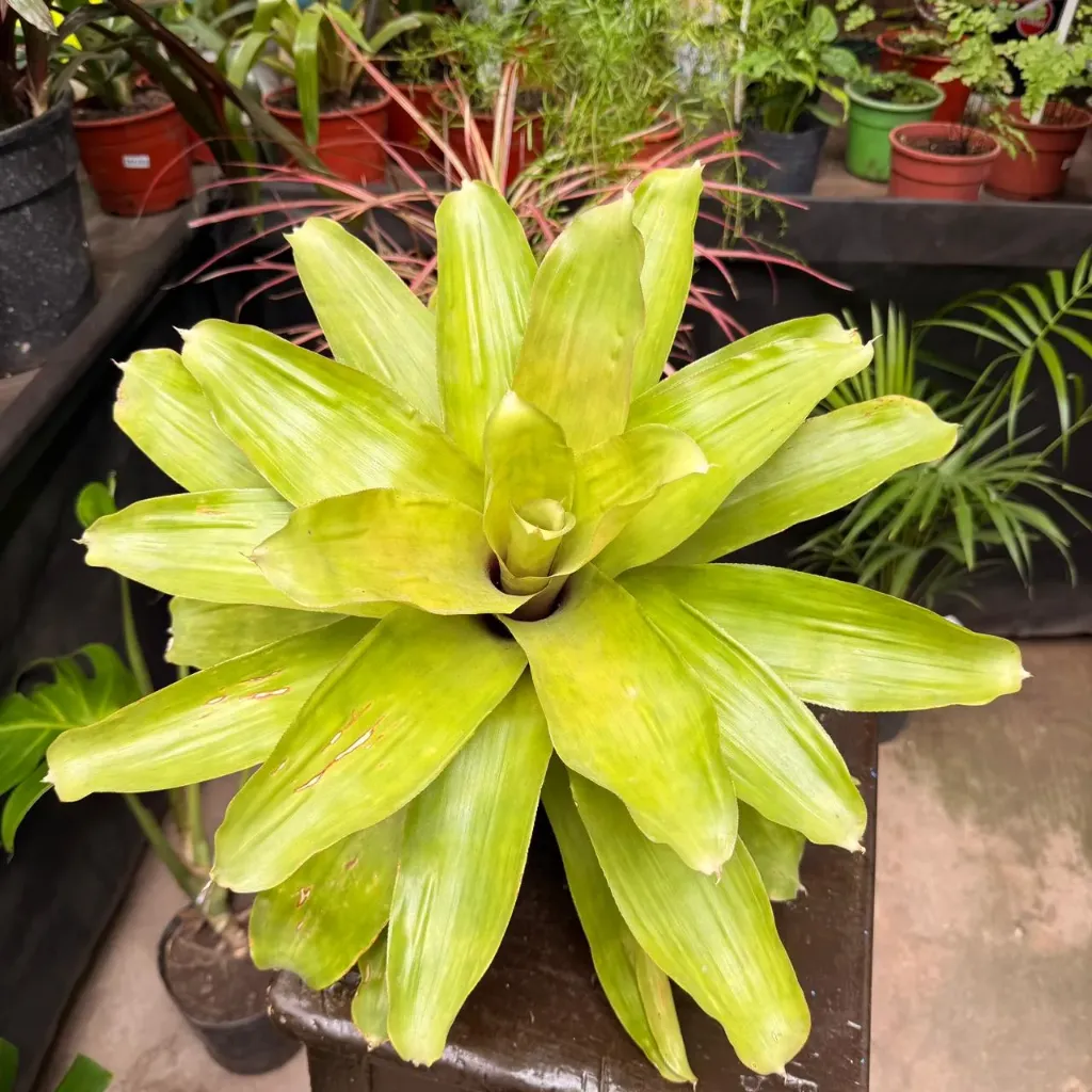 Bromelia Neoregelia