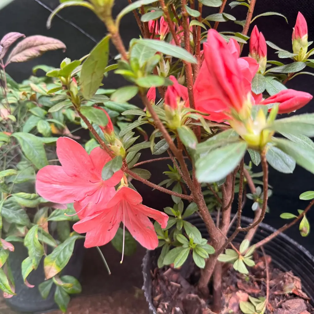 Rhododendron "Azalea de jardín"