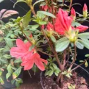 Rhododendron "Azalea de jardín"
