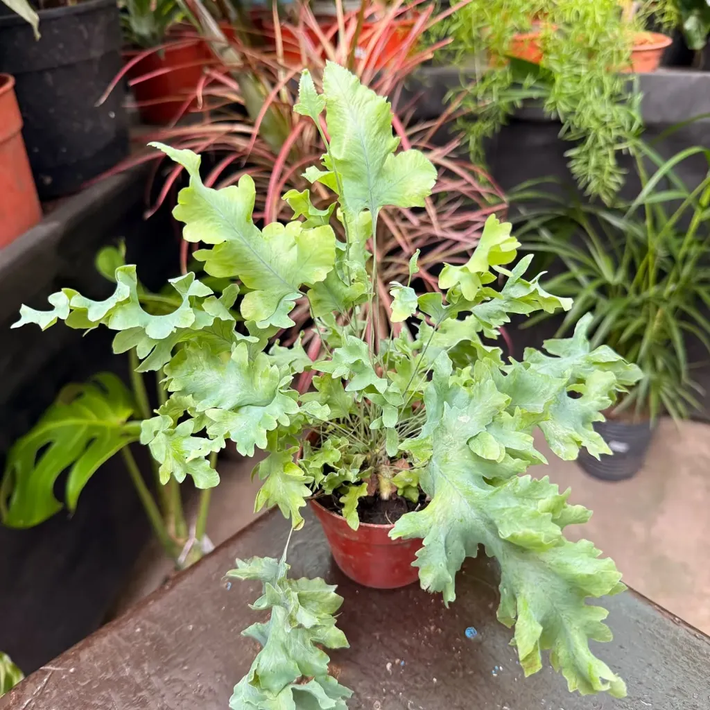 Phlebodium blue star "Helecho azul" mini