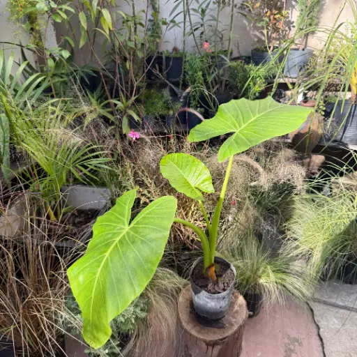 Alocasia odora "Oreja de Elefante" Maceta 3 litros