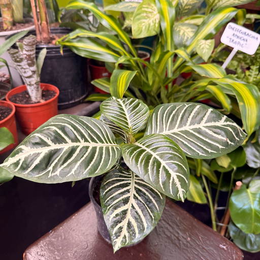 Aphelandra Squarrosa