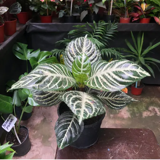 Aphelandra Squarrosa