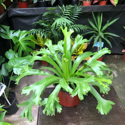 Asplenium Crissie "Helecho Crissie" Maceta N°12