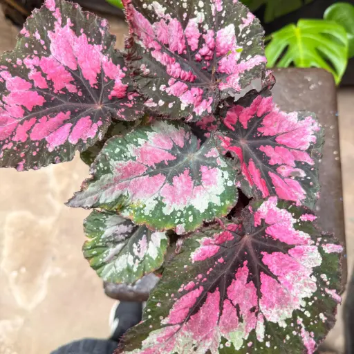 Begonia Rex