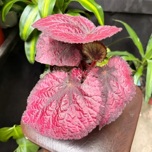 Begonia Rex