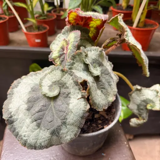 Begonia Rex escargot "Begonia caracol"