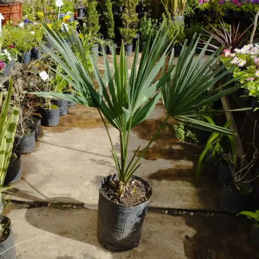 Bismarkia Nobilis "Palmera azul"