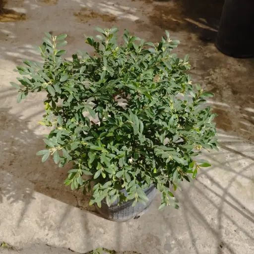 Buxus Microphylla