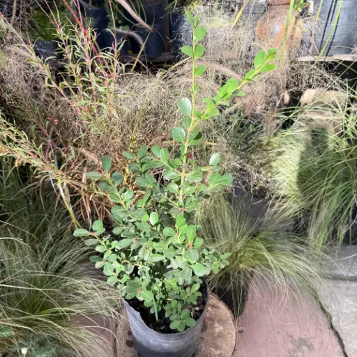 Buxus Microphylla