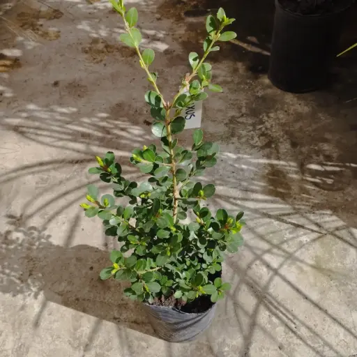 Buxus Sempervirens "Boj" Maceta 3 litros
