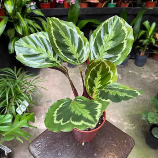 Calathea Roseopicta Medallion