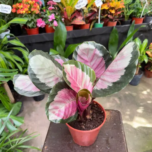 Calathea Roseopicta Silvia