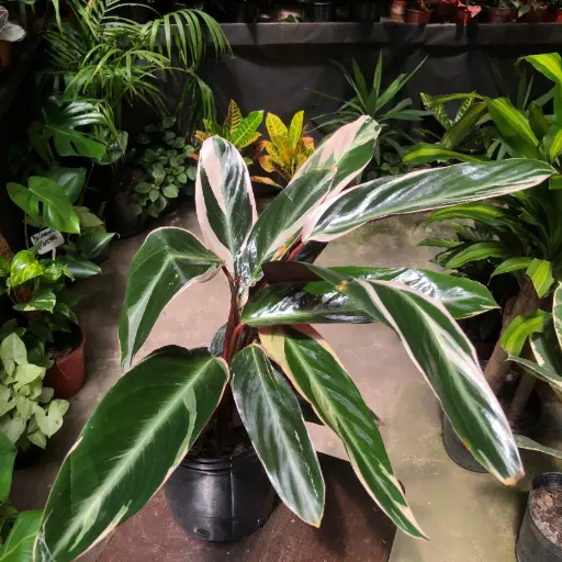 Calathea Stromanthe Maceta 3 litros