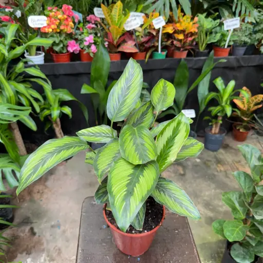 Goeppertia Beauty Star "Calathea Ornata"