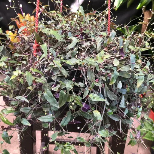 Tradescantia Bridal Veil "Velo de novia"
