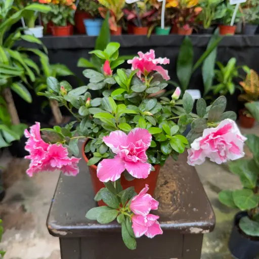 Rhododendron simsii "Azalea Doble"