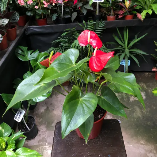 Anthurium Maceta N°15