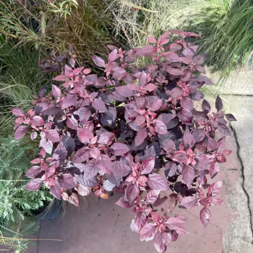 Alternanthera Maceta 3 litros