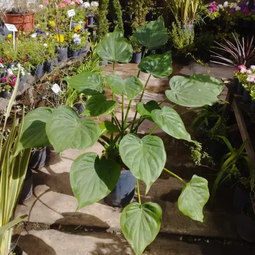 Alocasia Cucullata