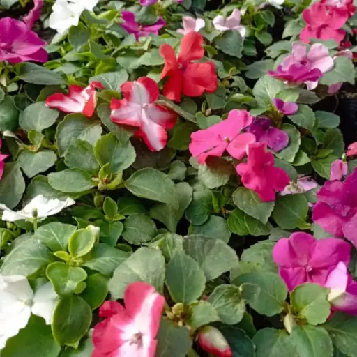 Impatiens Walleriana "Alegría del Hogar" plantín