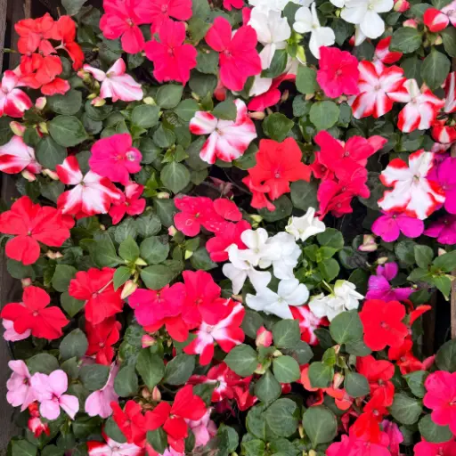 Impatiens Walleriana "Alegría del Hogar" plantín
