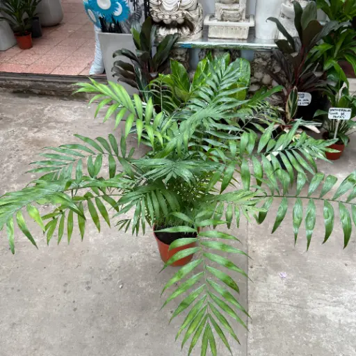 Chamaedorea Elegans