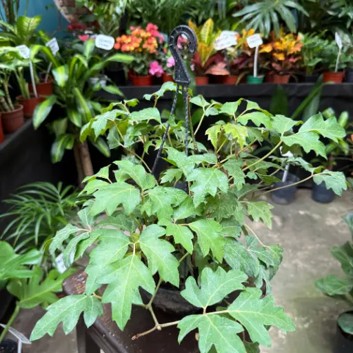 Cissus rhombifolia "Cissus Alata" colgante