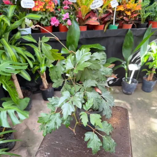 Cissus rhombifolia "Cissus Alata"