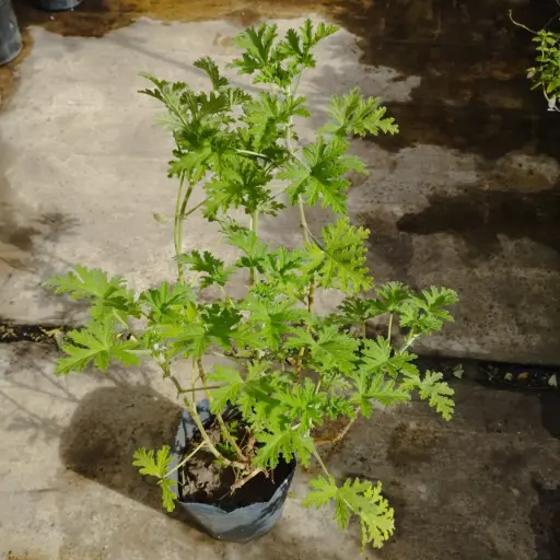 Pelargonium Graveolens "Citronella" Maceta 3 Litros