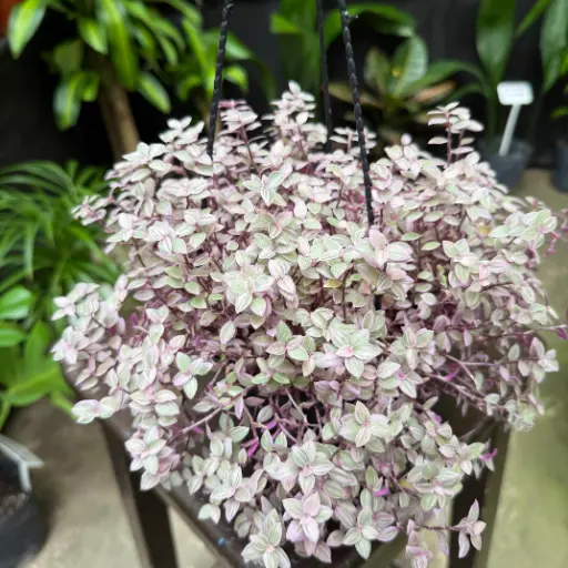 Callisia Repens "Pink Lady"