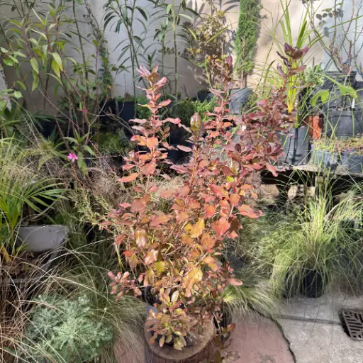 Coprosma repens rubra Maceta 4 litros