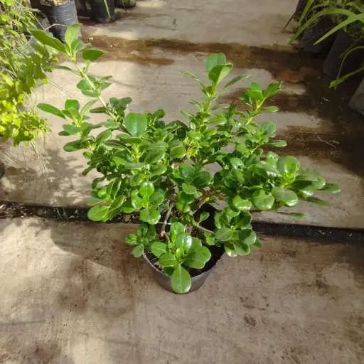 Coprosma repens verde 